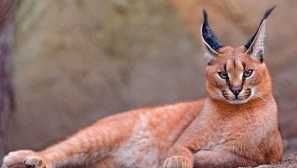 Ali je mogoče držati v hiši caracal - puščavski lynx in kako skrbeti zanjo